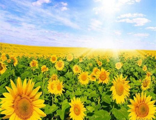 Field of Sunflowers  Flowers Paint By Numbers