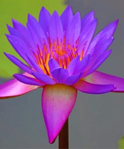 Purple Lotus Paint By Numbers