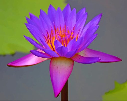 Purple Lotus Paint By Numbers