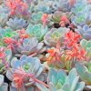 Succulent Plant Paint By Numbers