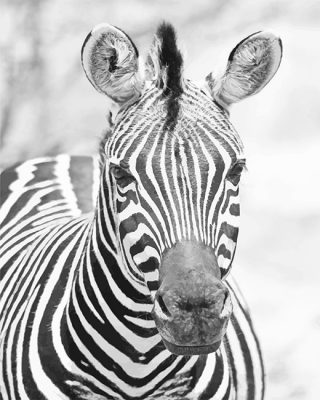 Zebra Monochrome Paint By Numbers