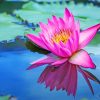 Lotus In Water Paint By Numbers