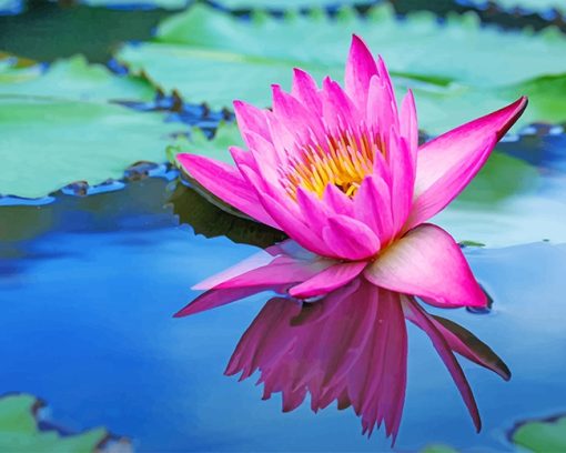 Lotus In Water Paint By Numbers