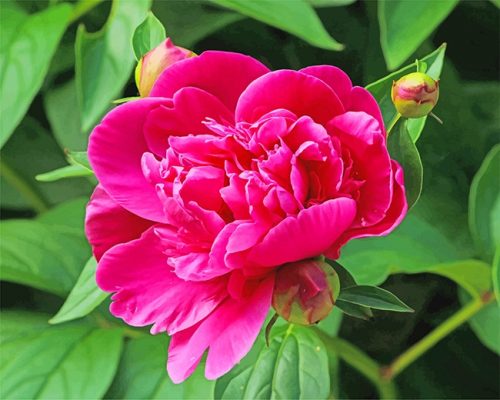 Pink Peony Paint By Numbers