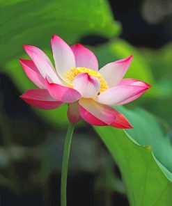 Pink Lotus Paint By Numbers