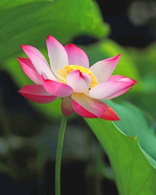 Pink Lotus Paint By Numbers