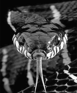 Monochrome Snake Paint By Numbers