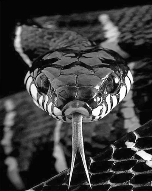 Monochrome Snake Paint By Numbers