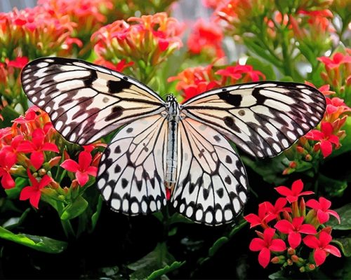 Butterfly On Blossoms Paint By Numbers