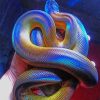 Colorful Python Paint By Numbers