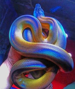 Colorful Python Paint By Numbers