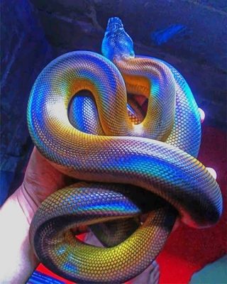 Colorful Python Paint By Numbers