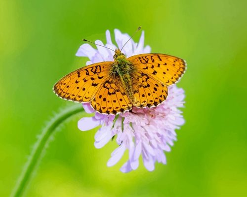 Copper Butterfly Paint By Numbers