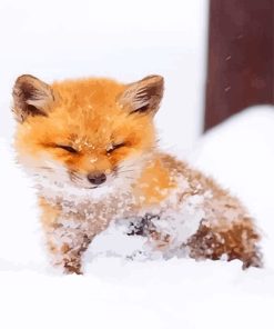 Baby Fox Paint By Numbers