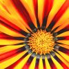 Gazania Paint By Numbers