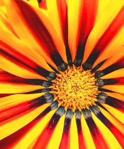 Gazania Paint By Numbers