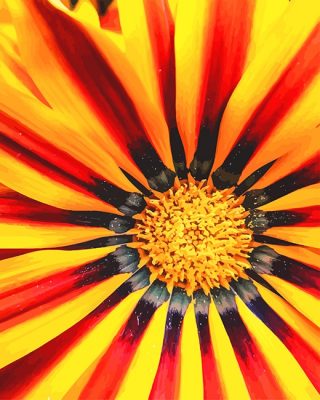 Gazania Paint By Numbers