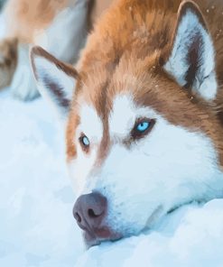 Husky Snow Paint By Numbers