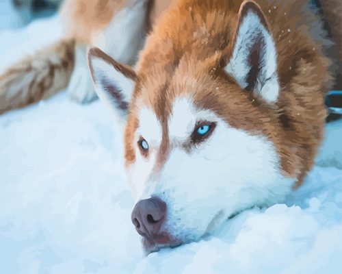 Husky Snow Paint By Numbers