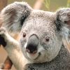 Koala Paint By Numbers