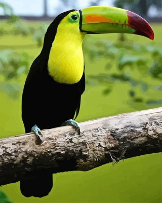 Loro Tucan Paint By Numbers