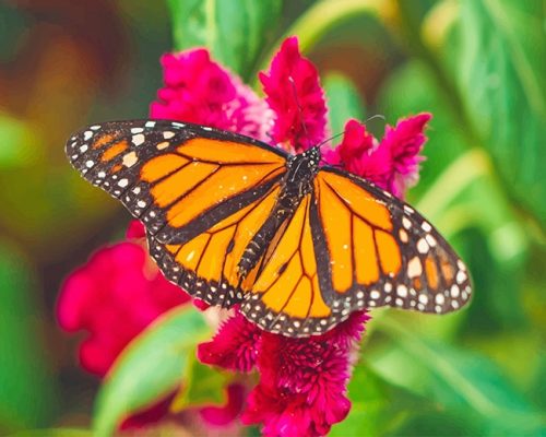 Orange Butterfly Paint By Numbers