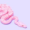 Pink Snake Paint By Numbers