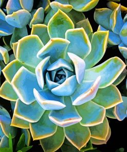 Plant Succulente Paint By Numbers