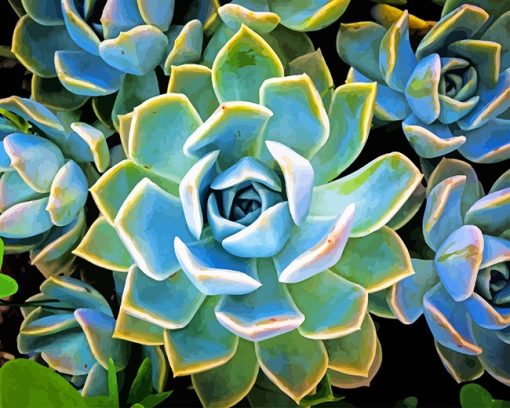 Plant Succulente Paint By Numbers