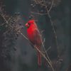 Cardinal Bird Paint By Numbers