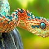 Bush Snake Paint By Numbers