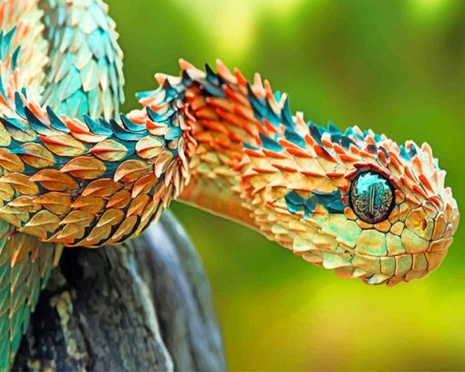 Bush Snake Paint By Numbers