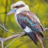 Kookaburra Bird Paint By Numbers