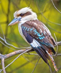 Kookaburra Bird Paint By Numbers