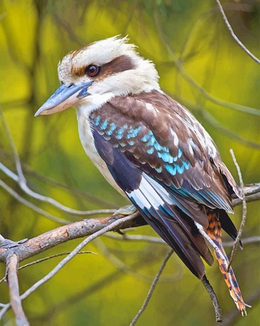 Kookaburra Bird Paint By Numbers