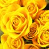 Yellow Roses Paint By Numbers