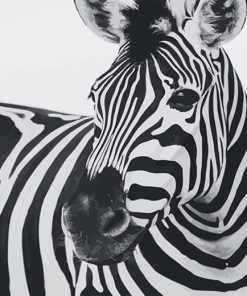 Zebra Paint By Numbers