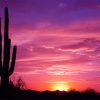 Cactus Sunset Paint By Numbers