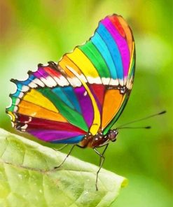 Rainbow Butterfly Paint By Numbers