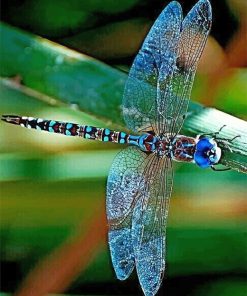 Colorful Dragonfly Paint By Numbers