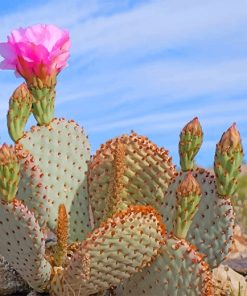 Valley Cactus Paint By Numbers