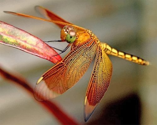 Brown Dragonfly Paint By Numbers