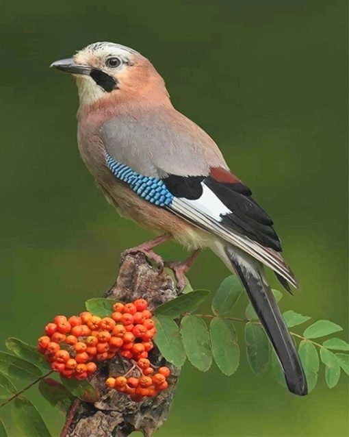 Eurasian Jay Paint By Numbers