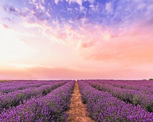 Lavender Field Paint By Numbers