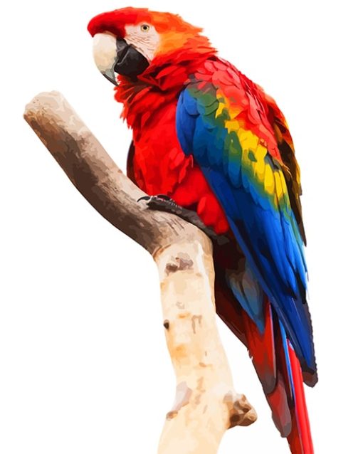 Macaw Paint By Numbers