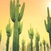 Sunny Cactus Paint By Numbers