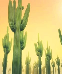 Sunny Cactus Paint By Numbers