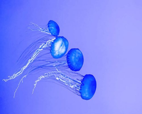 Blue Jellyfish Paint By Numbers