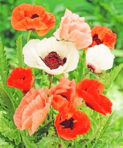 Poppy Flowers Paint By Numbers