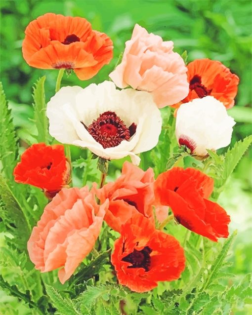 Poppy Flowers Paint By Numbers